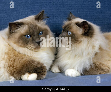 Birmanese gatto domestico, maschio con femmina Foto Stock