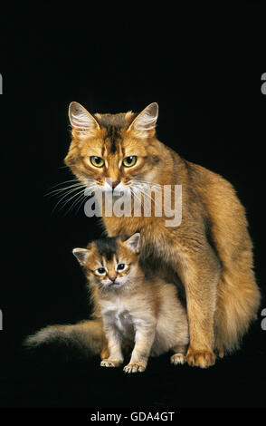 Gatto somalo, femmina con cucciolo Foto Stock