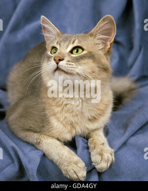 Blue somalo di gatto domestico posa contro sfondo blu Foto Stock