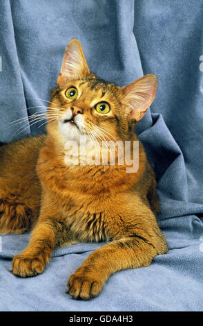 Blue somalo di gatto domestico posa contro sfondo blu Foto Stock