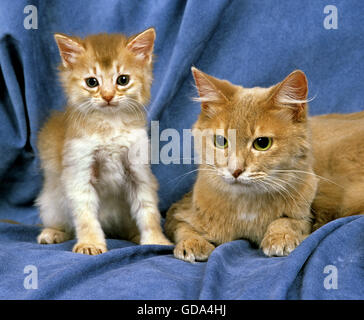 Fawn somalo di gatto domestico, Madre e gattino Foto Stock