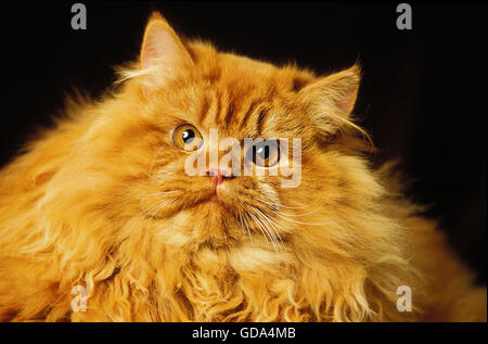Persiano Rosso gatto domestico, Ritratto di adulto Foto Stock