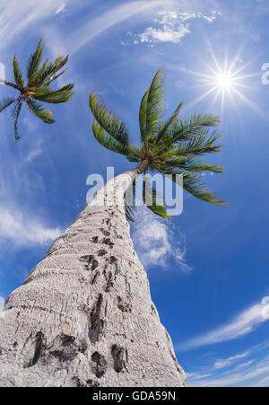 Palm Tree Tops contro il cielo blu e bianco delle nuvole in una giornata di sole Foto Stock