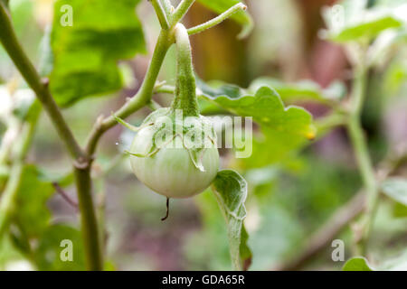 Freschi melanzane tailandesi sui rami in giardino Foto Stock