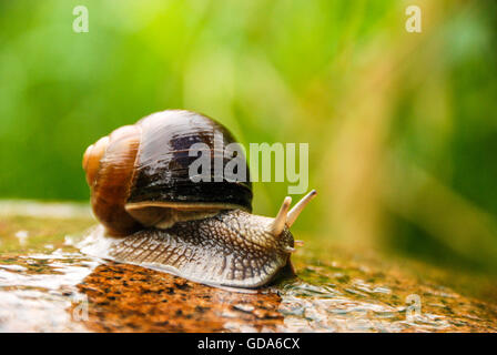 Lumaca su una pietra. Foto Stock