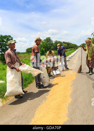 Un gruppo di lavoratori agricoli raccoglie e sacchi di riso di essiccazione disposto su una strada, rurale di Cuba Foto Stock