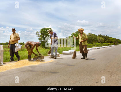 Un gruppo di lavoratori agricoli raccoglie e sacchi di riso di essiccazione disposto su una strada, rurale di Cuba Foto Stock