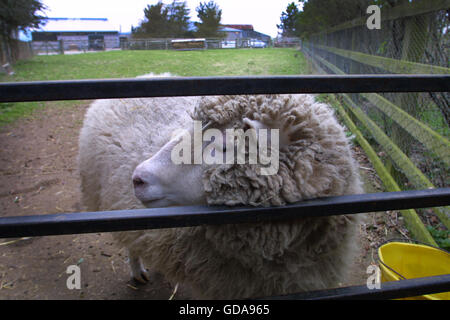 La pecora Dolly, il primo al mondo pecora clonata, presso l'Istituto Roslin di Edimburgo dove ella è stato sviluppato e creato. Dolly è stata una femmina di ovini domestici, e il primo mammifero clonato da un adulto di cellule somatiche, utilizzando il procedimento del trasferimento nucleare. Le fotografie scattate da Colin McPherson questa giornata sono stati gli ultimi prima di Dolly è stata sottoposti ad eutanasia il 14 febbraio 2003 perché aveva una progressiva malattia polmonare e artrite severa. Foto Stock