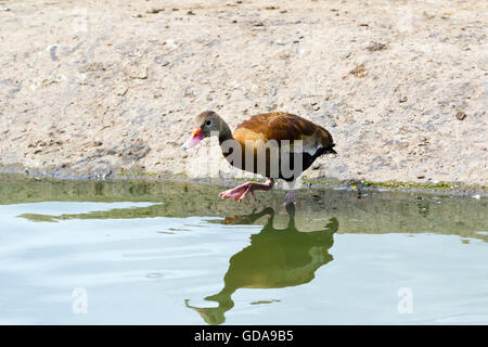 Rospo sibilo anatra (Dendrocygna autumnalis) Foto Stock