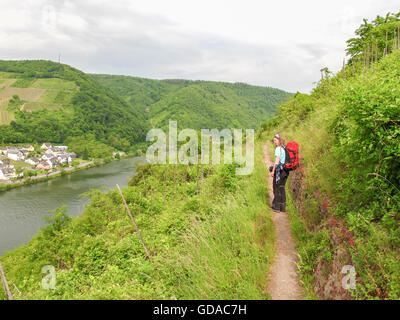 In Germania, in Renania Palatinato, Bruttig-Fankel, sul Mosel sentiero ripido, escursionista sul sentiero stretto attraverso vigneti abbandonati Foto Stock