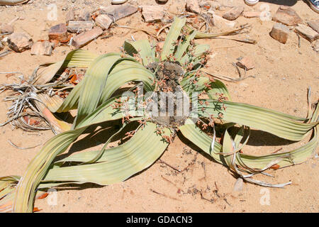 La Namibia, Kunene, Welwitschiagewächs nella sabbia, Welwitschia (Welwitschia mirabilis) è la sola specie del genere Welwitschia Foto Stock