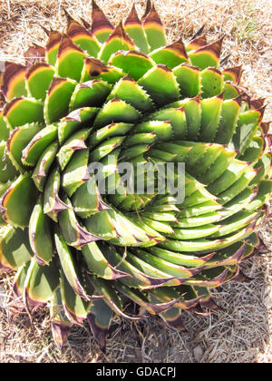 Il Lesotho, Thaba-Tseka, Drakensberg, Spiralaloe, Aloe polyphylla (noto anche come aloe a spirale) è una specie di piante del genere Aloen Foto Stock