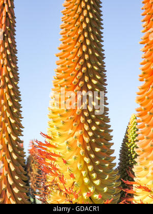 Sud Africa, Eastern Cape, Jeffreys Bay, Cape Aloe sotto il cielo blu, Cape aloe (Aloe ferox) è un impianto di specie del genere aloe (Aloe) Foto Stock