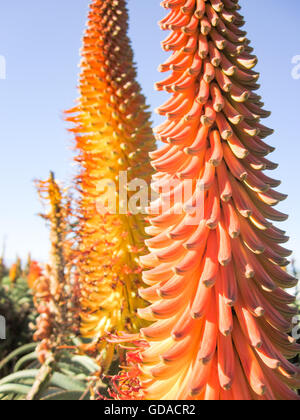 Sud Africa, Eastern Cape, Jeffreys Bay, Cape Aloe sotto il cielo blu, Cape aloe (Aloe ferox) è un impianto di specie del genere aloe (Aloe) Foto Stock