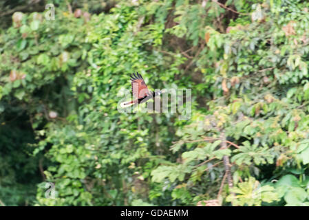 Costa Rica, Alajuela, San Carlos, in volo, Montezumastirnvogel (Gymnostinops montezuma), un mid-American songbird dalla famiglia dei più giovani. Foto Stock