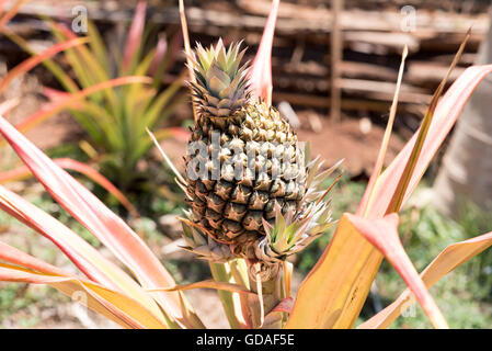 Costa Rica, Puntarenas, Ananas (Ananas comosus resp. Ananas sativus), una specie della famiglia bromelian (Bromeliaceae). Foto Stock