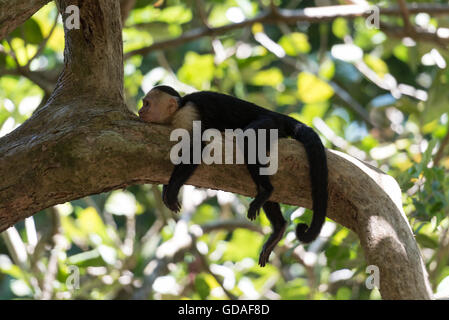 Costa Rica, Puntarenas, Quepos Manuel Antonio National Park, di fronte bianco-scimmia cappuccino giacente su un albero, Cebus capucinus, Cara blanca Foto Stock