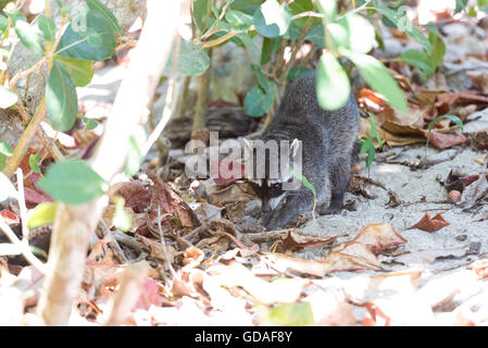 Costa Rica, Puntarenas, Quepos Manuel Antonio National Park, Raccoon (Procione lotor) Foto Stock