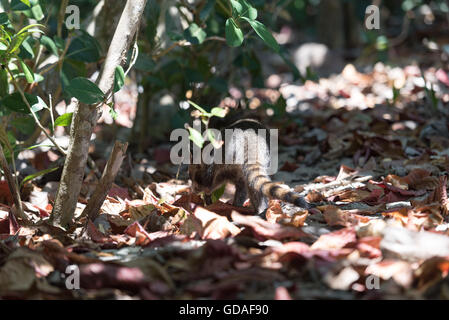 Costa Rica, Puntarenas, Quepos Manuel Antonio National Park, Raccoon (Procione lotor) Foto Stock