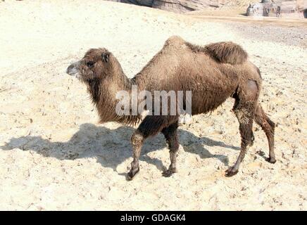 Asia centrale Bactrian Camel (Camelus bactrianus), Foto Stock