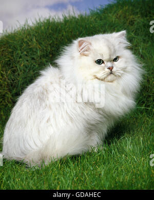 Chinchilla persiano gatto domestico, adulti sull'erba Foto Stock