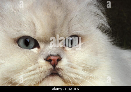 CHINCHILLA gatto persiano, testa di close-up di pazienti adulti Foto Stock