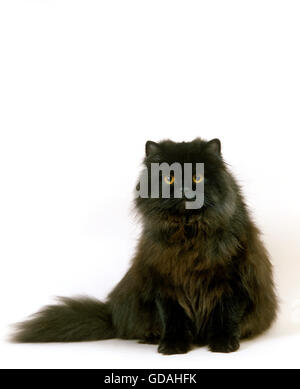 Persiano nero gatto domestico, adulto seduto contro uno sfondo bianco Foto Stock