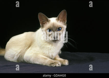 Balinese gatto domestico, posa di adulto contro Bakcground nero Foto Stock