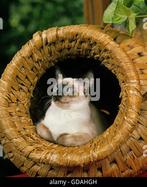 Balinese gatto domestico che stabilisce nel cestello Foto Stock