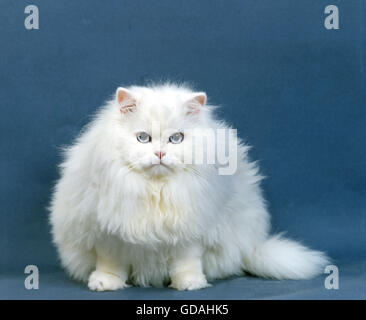 Persiano bianco gatto domestico con gli occhi blu Foto Stock