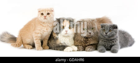 Lilac auto blu e crema e bianco piega Highland femmine con blu e crema Scottish Fold gattini Foto Stock