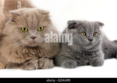 LILAC SELF HIGHLAND FOLD femmina blu e Scottish Fold gattino Foto Stock