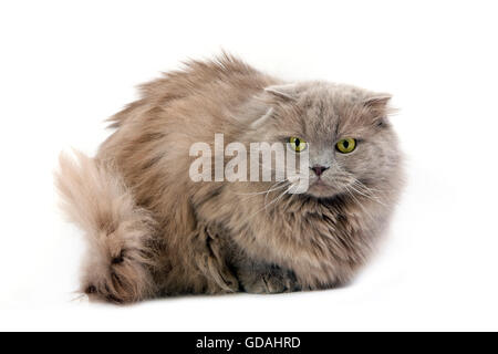 LILAC SELF HIGHLAND FOLD o lilla SELF SCOTTISH FOLD LONGHAIR FEMMINA Foto Stock