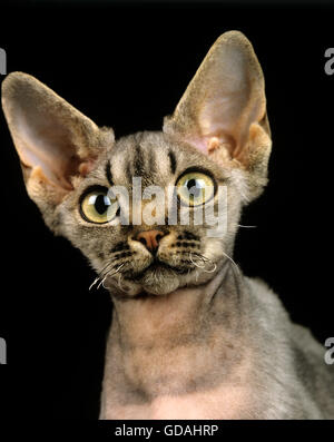 Devon Rex gatto domestico, Ritratto di adulto contro lo sfondo nero Foto Stock
