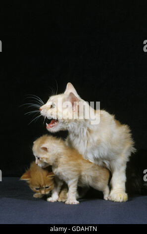 Cymric Cat, femmina con i cuccioli su sfondo nero Foto Stock