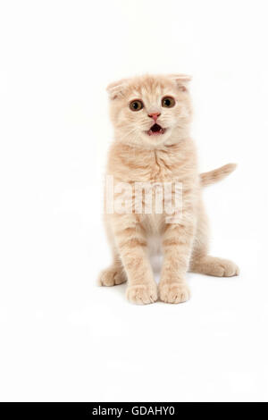 La crema Scottish Fold il gatto domestico, 2 Mesi gattino seduto contro uno sfondo bianco Foto Stock