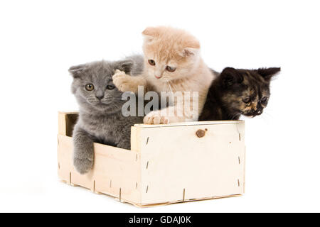 La crema Scottish Fold, Blu Scottish Fold e nero Tartaruga British gatto domestico, 2 mesi di età i cuccioli giocando in Crateful contro uno sfondo bianco Foto Stock