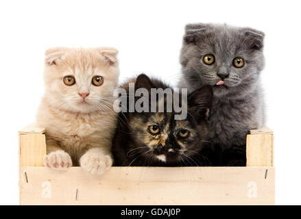 La Tartaruga nera-guscio British Shorthair con blu e crema Scottish Fold cuccioli (2 mesi), giocando a basket Foto Stock