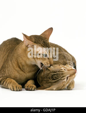 Brown Tabby Oriental gatti domestici, Adulti combattendo contro uno sfondo bianco Foto Stock