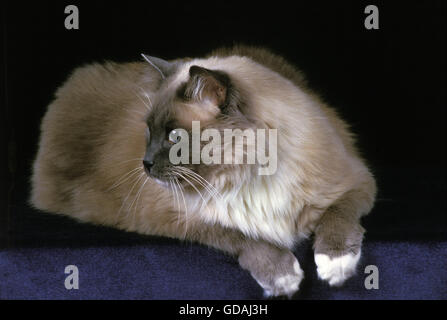 Ragdoll gatto domestico, Adulti su sfondo nero Foto Stock