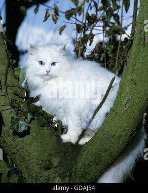 White Angora Turco gatto domestico, razza da Ankara in Turchia Foto Stock