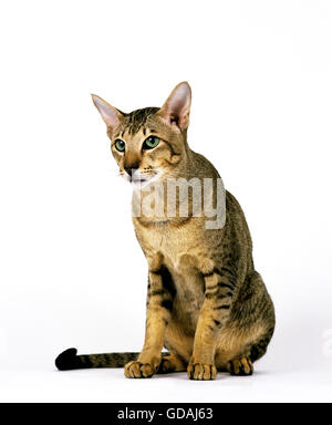 Brown Tabby Oriental gatto domestico contro uno sfondo bianco Foto Stock