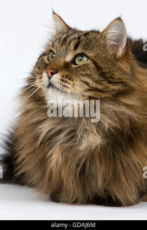 Angora gatto domestico, maschio contro uno sfondo bianco Foto Stock