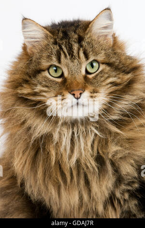 ANGORA gatto domestico, maschio contro uno sfondo bianco Foto Stock