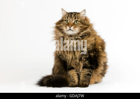 Angora gatto domestico, maschio seduti contro uno sfondo bianco Foto Stock