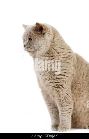 Crema lilla British Shorthair gatto domestico, maschio contro uno sfondo bianco Foto Stock