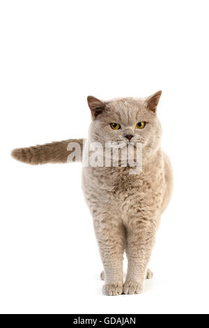 LILAC British Shorthair gatto maschio adulto contro uno sfondo bianco Foto Stock