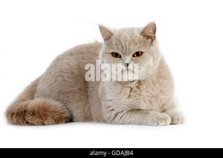 Lilac British Shorthair Dometic Cat, Femmina contro uno sfondo bianco Foto Stock