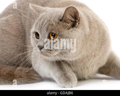Lilac British Shorthair gatto domestico, Femmina posa contro uno sfondo bianco Foto Stock