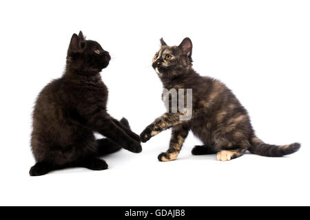 Nero e nero Tortoise-Shell British Shorthair gatto domestico, 2 mesi di età i cuccioli giocando contro uno sfondo bianco Foto Stock
